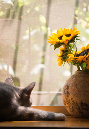 Insektenschutz von der Fensterstudio Feckl GmbH